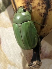 Pelidnota prasina