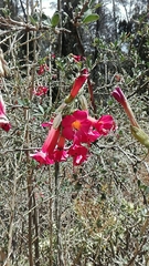 Cantua