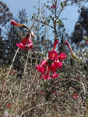Cantua