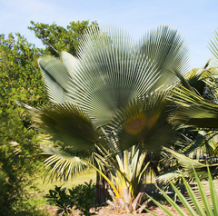 Copernicia fallaensis