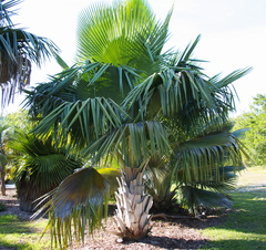 Copernicia fallaensis