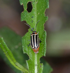 Disonycha pensylvanica