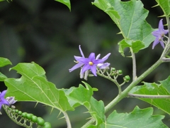 Solanum tricuspidatum
