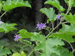 Solanum tricuspidatum