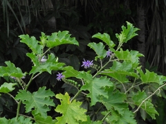 Solanum tricuspidatum