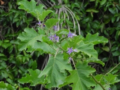 Solanum tricuspidatum