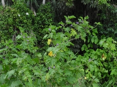 Solanum tricuspidatum