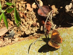Heliophorus epicles