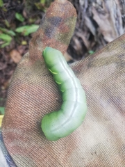 Lepidoptera