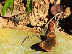 Heliophorus epicles