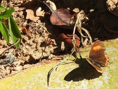 Heliophorus epicles