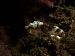 Idiotropiscis lumnitzeri