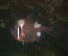 Trachichthys australis