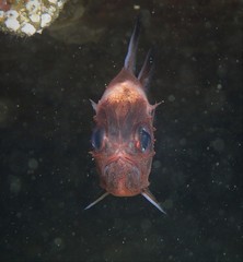 Trachichthys australis