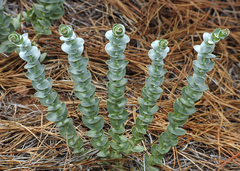 Streptanthus barbatus