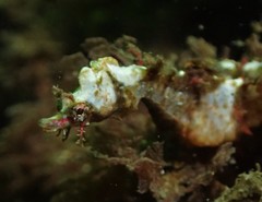 Idiotropiscis lumnitzeri