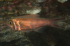 Optivus agastos
