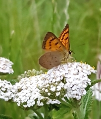 Lycaena rauparaha