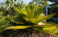 Copernicia macroglossa