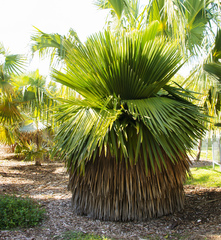 Copernicia macroglossa