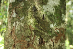 Nectandra lanceolata