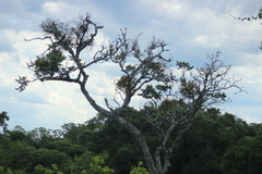 Cedrela fissilis