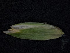 Poa alsodes
