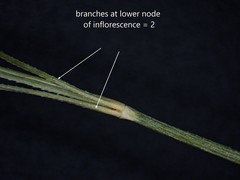 Poa alsodes