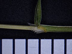 Poa alsodes