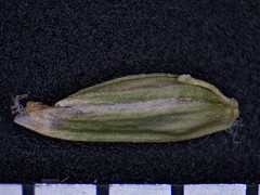Poa alsodes