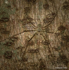 Tamopsis tweedensis