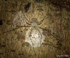 Tamopsis tweedensis