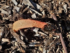 Phallus rubicundus