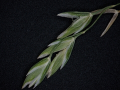 Poa alsodes