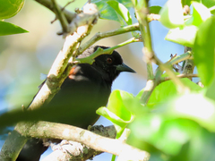 Icterus pyrrhopterus