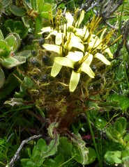 Soroseris hookeriana erysimoides