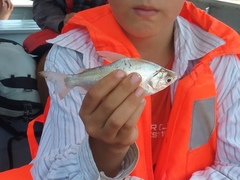 Characiformes