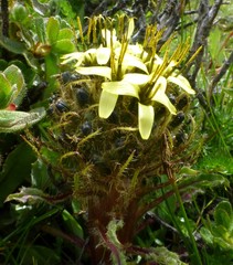 Soroseris hookeriana erysimoides