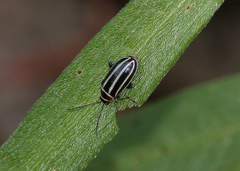 Disonycha pensylvanica