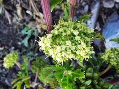 Arracacia schneideri