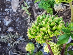 Arracacia schneideri