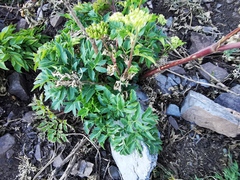 Arracacia schneideri