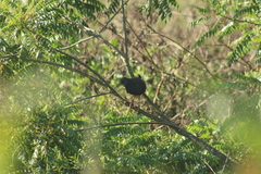 Pardirallus nigricans