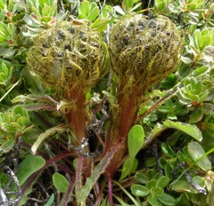 Soroseris hookeriana erysimoides