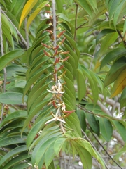 Xylopia aromatica