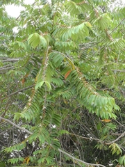 Xylopia aromatica