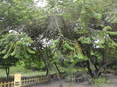 Xylopia aromatica