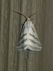 Euaspilates spinataria