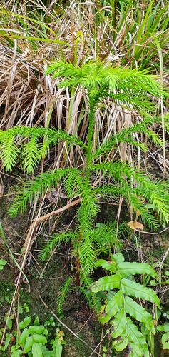 Sugi (Cryptomeria japonica)