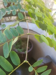 Fabaceae
